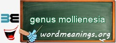 WordMeaning blackboard for genus mollienesia
